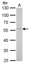 Pancreatic Lipase antibody [N1