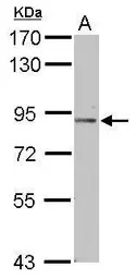 PODN antibody
