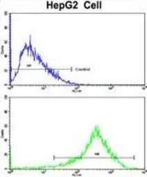 PON3 antibody, N-term