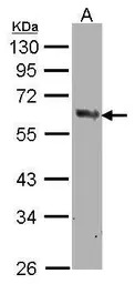 COX1 antibody [C3], C-term