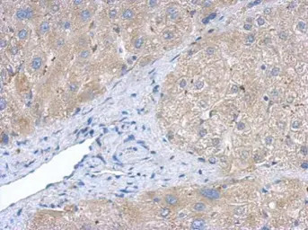 Creatine kinase (brain) antibo