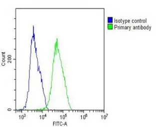 Vitronectin antibody, N-term