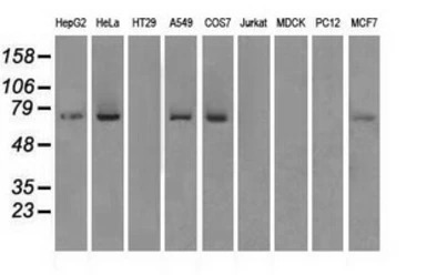 Mig-2 antibody [25A4]