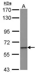 ZNF37A antibody [N1N3]