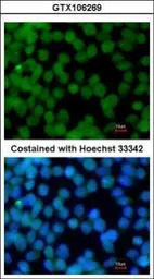 Flightless I antibody [N3C1], 