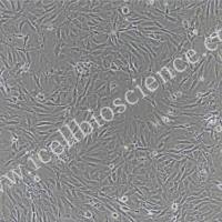 大鼠椎体终板软骨干细胞/免疫荧光鉴定