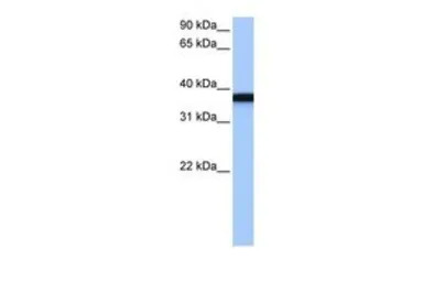 GSG1 antibody, C-term
