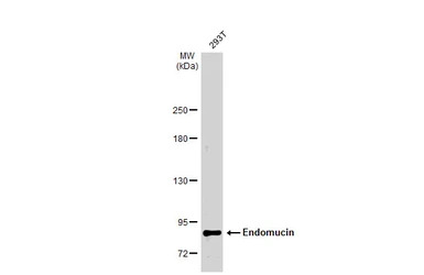 Endomucin antibody [N1C2]