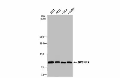 NPEPPS antibody [N3C2-2], Inte