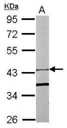 FBXO15 antibody [N1C1]