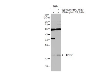 IL1F7 antibody [C2C3], C-term