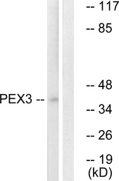 PEX3 antibody