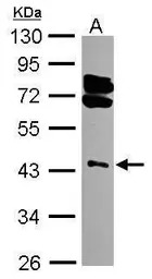 RING1 antibody [N1N3]
