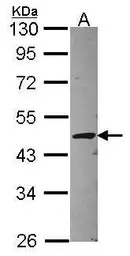 STAC antibody