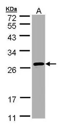SAR1B antibody