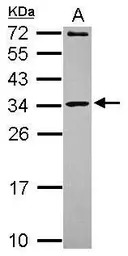 MRPL10 antibody [N1C2]