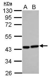 Heme Oxygenase 2 antibody [N1C