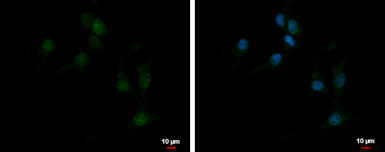 EBF3 antibody [C1C3]