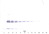 Anti-Human IL-17A Western Blot Unreduced
