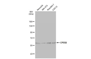 CPEB2 antibody