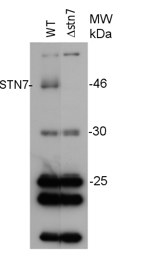 western blot using anti-STN7 antibodies