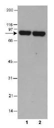 Thimet Oligopeptidase antibody