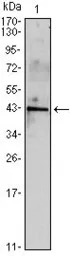 Inhibin alpha antibody [4E2]