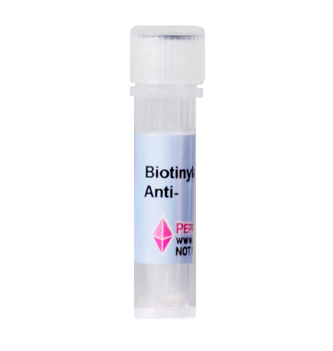 Biotinylated Anti-Human/Murine/Rat BDNF