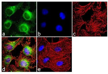 Calmodulin antibody [6D4]