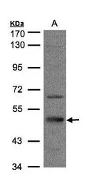 SEPT7 antibody [N3C3]