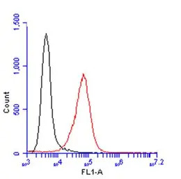 Glypican 1 antibody [N3C3]