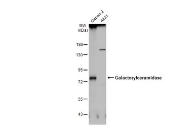 Galactosylceramidase antibody 