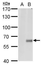 Copine 1 antibody [N1N3]