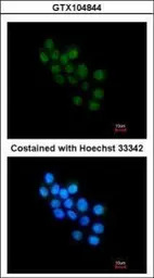 FOXB1 antibody [C2C3], C-term
