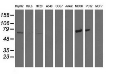 MTMR14 antibody [6B6]