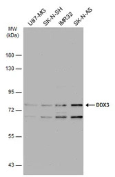 DDX3 antibody [N3C2], Internal