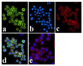 JAK1 (phospho Tyr1022/1023) an