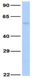 5-HT2C receptor antibody, N-te