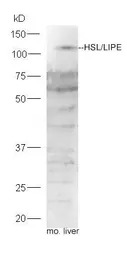 HSL antibody