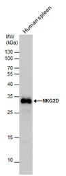 NKG2D antibody [N3C2], Interna