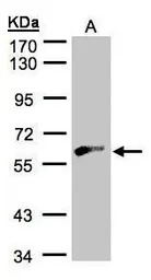 Glycerol kinase 2 antibody [N1