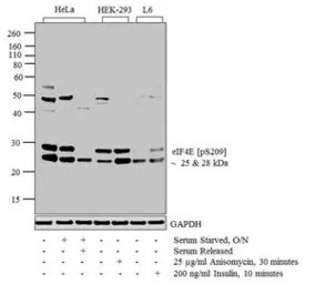 eIF4E (phospho Ser209) antibod