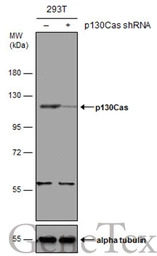 p130Cas antibody [N2C2], Inter