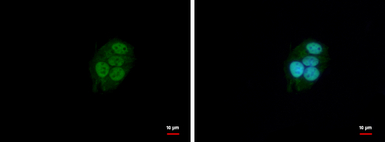 BAF57 antibody [C3], C-term