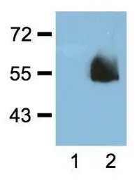 HA tag antibody [HA.C5]