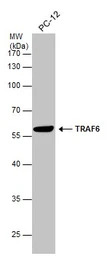TRAF6 antibody [N2C2], Interna