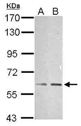 TRAF6 antibody [N2C2], Interna