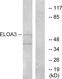 ELOA3 antibody