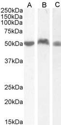 LSP1 antibody, C-term