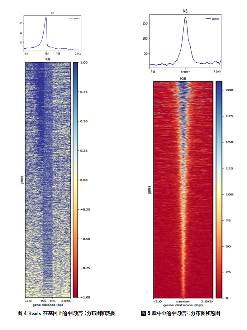 ATAC-seq 数据分析示例图 3
